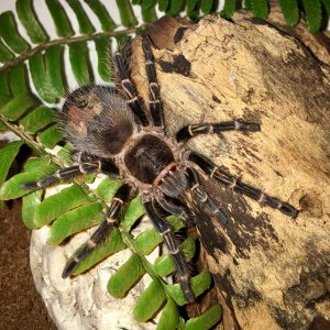 G pulchripes "Lucifer"