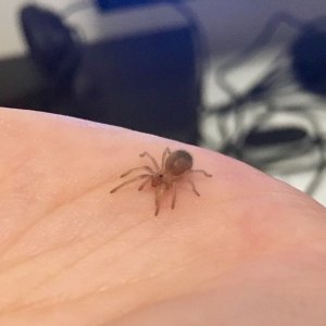 Baby Brachypelma smithi