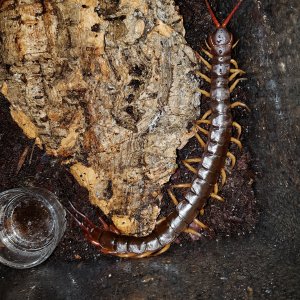 Nice centipede