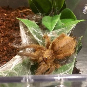 Pterinochilus murinus "Sunshine"