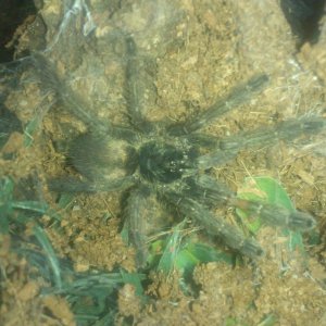 Ibara.....Tapinauchenius subcaeruleus