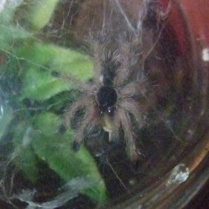 Avicularia sp. peru purple - Chimu