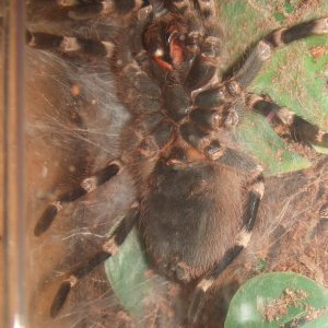 Acanthoscurria geniculata -  Rio