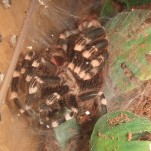 Acanthoscurria geniculata - Rio