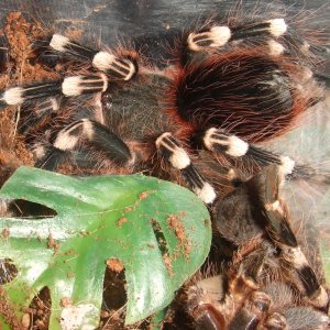 Acanthoscurria geniculata - Rio