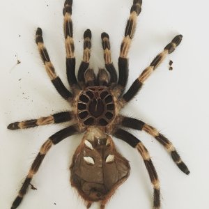 Nhandu chromatus "Eris Morn" finally molted