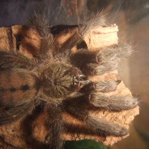 Psalmopoeus cambridgei - Kairi