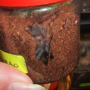 Brachypelma albopilosum Nicaragua - Nicarao