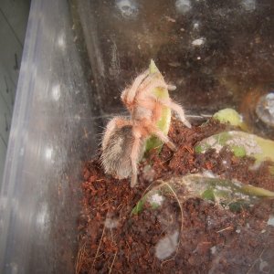 Grammostola rosea - Ember