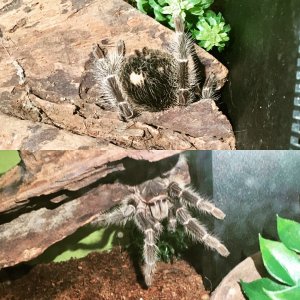 Lasiodora parahybana "Phobia"