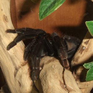 Lampropelma sp. Borneo Black - Sable