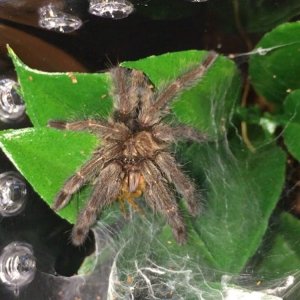 Psalmopoeus cambridgei "Angel"