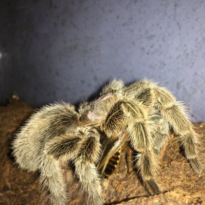 G. porteri