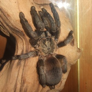 Psalmopoeus reduncus - Coffee