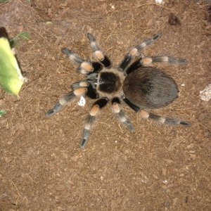 0.1 3" B. smithi