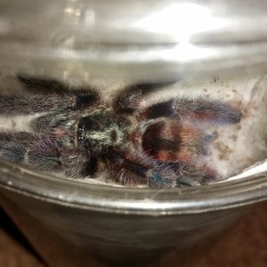 Avicularia versicolor