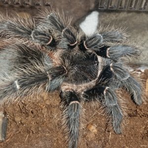 Lasiodora parahybana