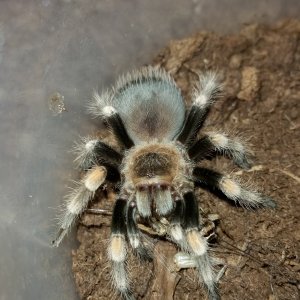 Brachypelma smithi