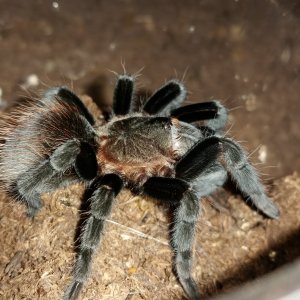 Brachypelma vagans