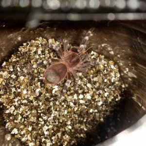 Acanthoscurria geniculata