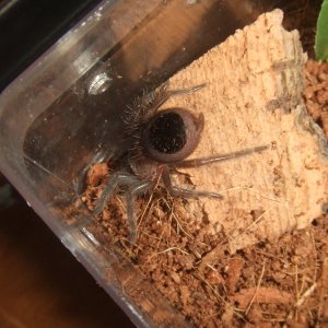 Brachypelma albopilosum Nicaragua - Nicarao