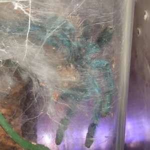 Avicularia versicolor - Jazz