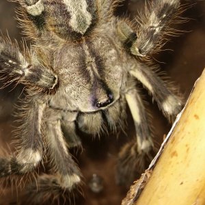 Poecilotheria regalis