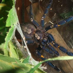 Poecilotheria metallica - Trip