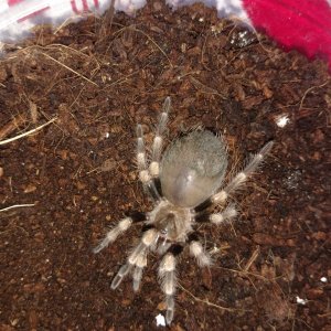 0.1 (1.5-1.75") Brachypelma annitha