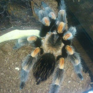 Sam....... MM B smithi