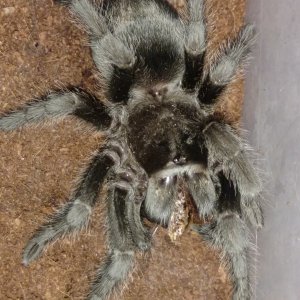 Female G. pulchra