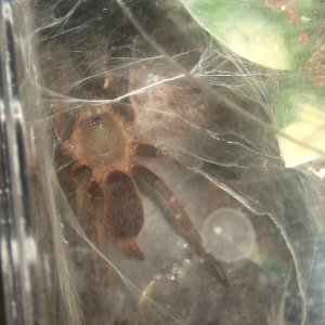 Chilobrachys sp. Kaeng Krachan - Tahm