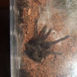 Chilobrachys sp. Blue Vietnam - Han