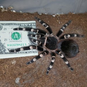 6" female A. geniculata