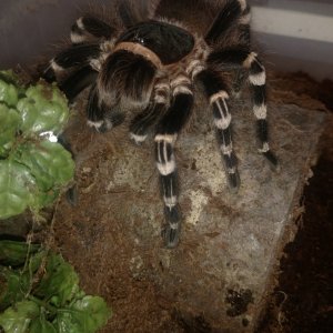 0.1 A. geniculata