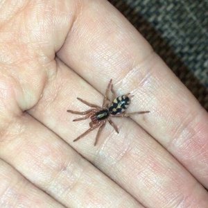 Hapalopus sp. colombia large "Pumpkin"