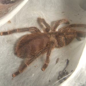 Avicularia laeta - Frio