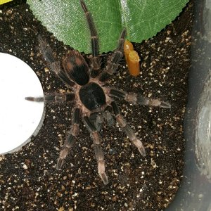 Megaphobema mesomelas 1