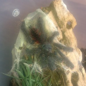 Kumaka......Avicularia sp Blue velvet