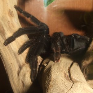 Lampropelma sp. Borneo Black - Sable