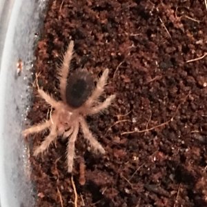 G. Pulchra