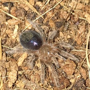 G. Pulchra after molt