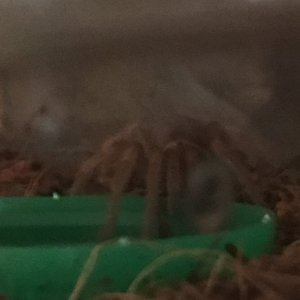 B. Smithi