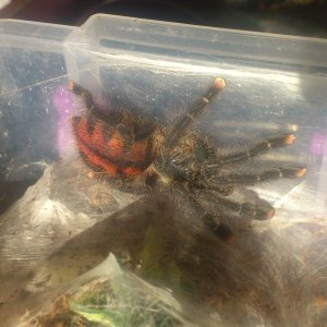 Cajana.....Avicularia Braunshauseni