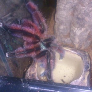 Cascade.... Avicularia versicolor