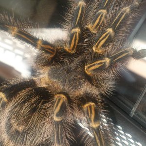 Chong.....G pulchripes