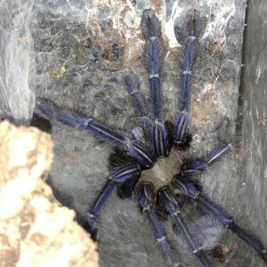 Lampropelma violaceopes