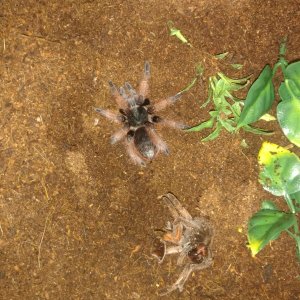 Brachypelma klaasi