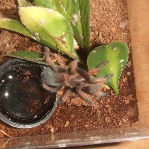 Brachypelma emilia - Chiquito