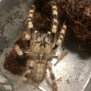 Poecilotheria formosa